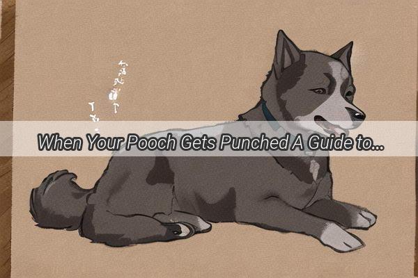  When Your Pooch Gets Punched A Guide to Healing and Harmony After a Dogfight Scuffle